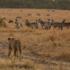 013 - 20160912 - Masai Mara - IMG_0353