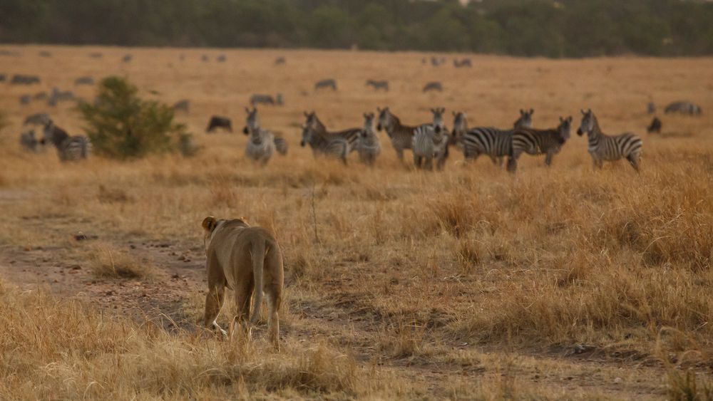 013 - 20160912 - Masai Mara - IMG_0353