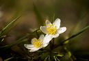 Buschwindröschen Duo by Cornelia Schorr