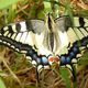 grand machaon