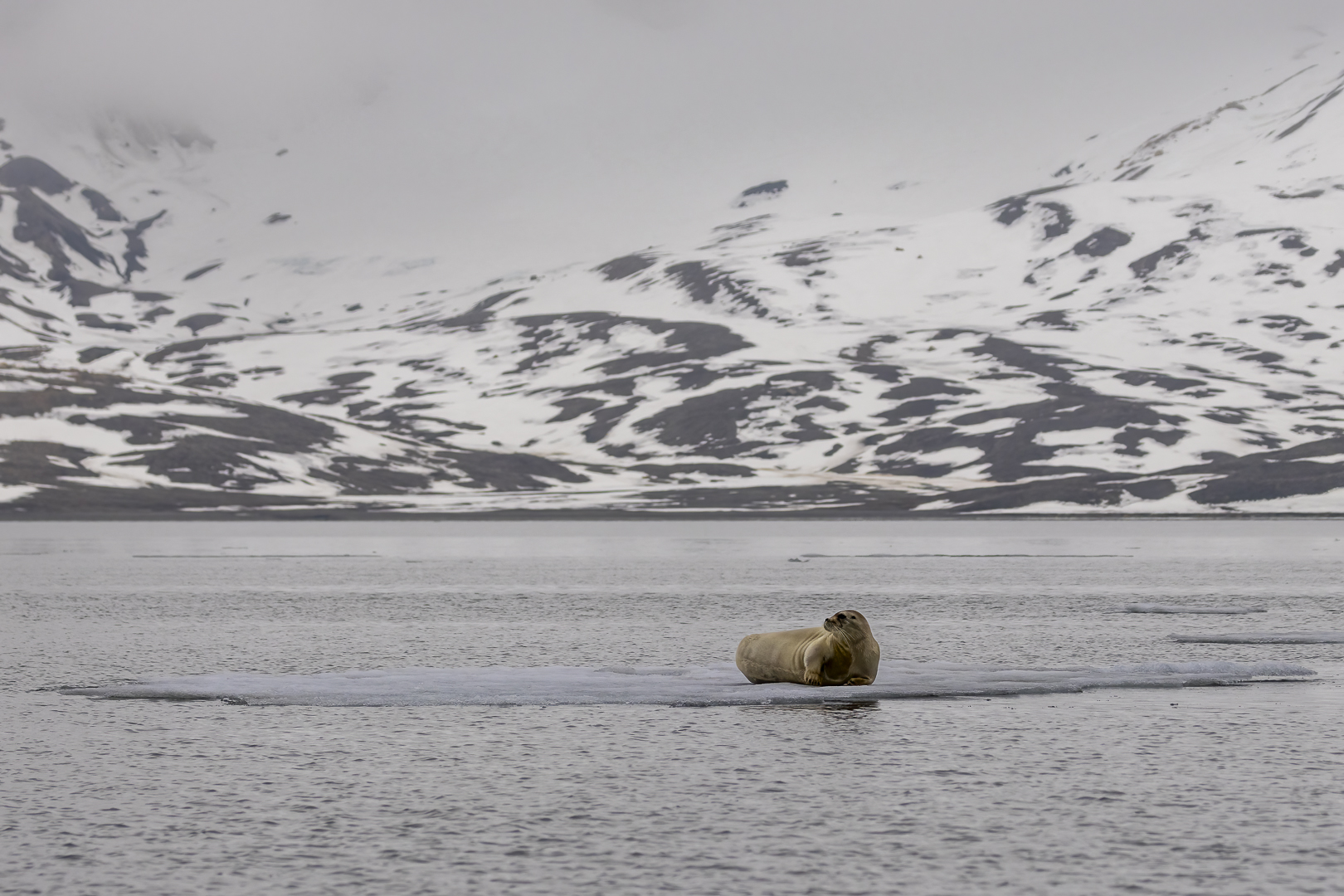 015-20230623 - Spitzberge-St. Jonsfjorden+Gjersenodden - _19A2207-Bearbeitet