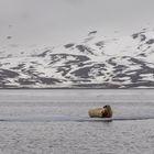 015-20230623 - Spitzberge-St. Jonsfjorden+Gjersenodden - _19A2207-Bearbeitet