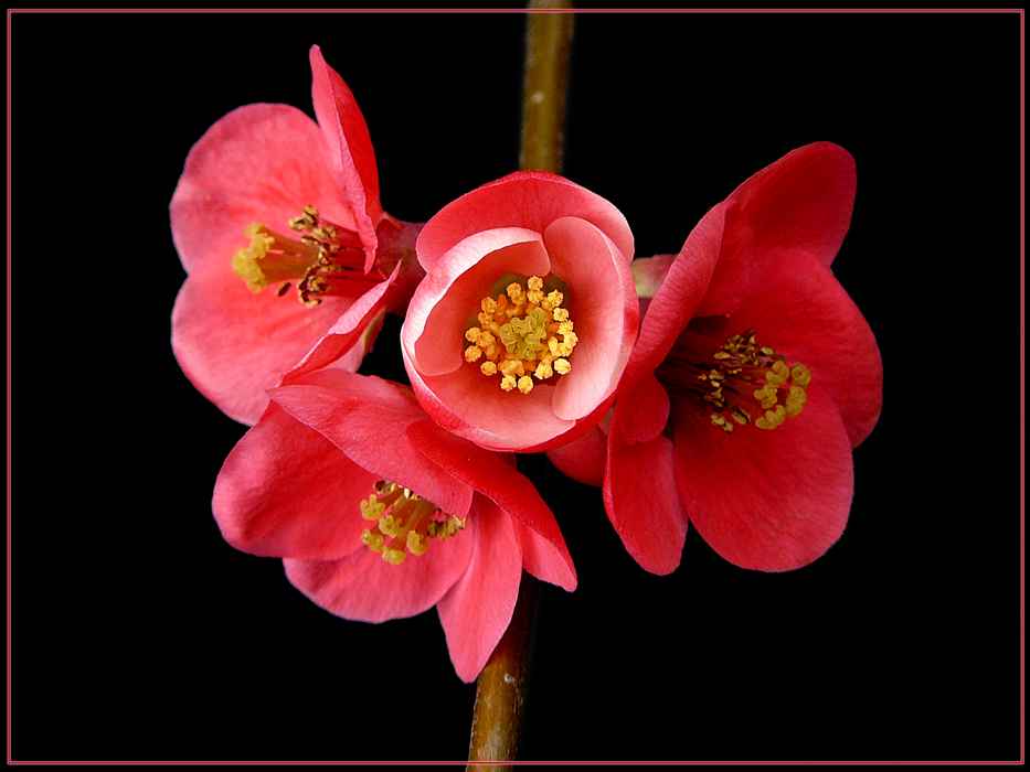 015 FIORI DI CHAENOMELES JAPONICA