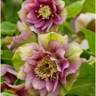 015/2024 Helleborus "Ellen Double Rosea Dark"