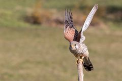 016 - 20180325 - Nagold-Turmfalke - _U8A9723