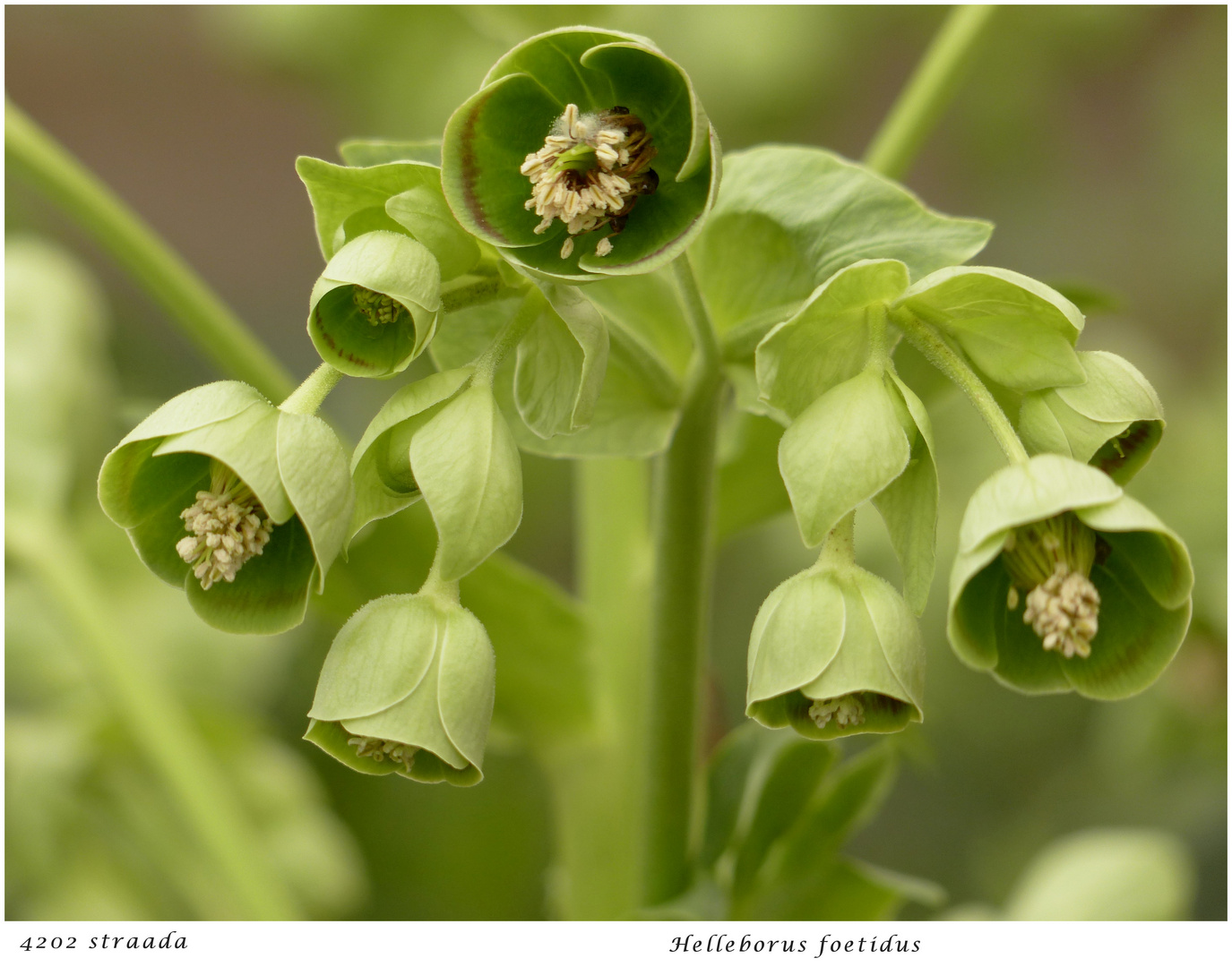 016-2024 Helleborus foetidus