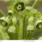 016-2024 Helleborus foetidus