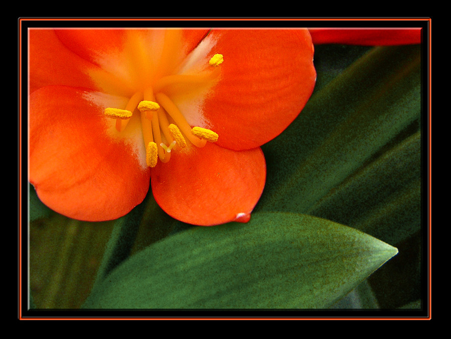 016 CLIVIA