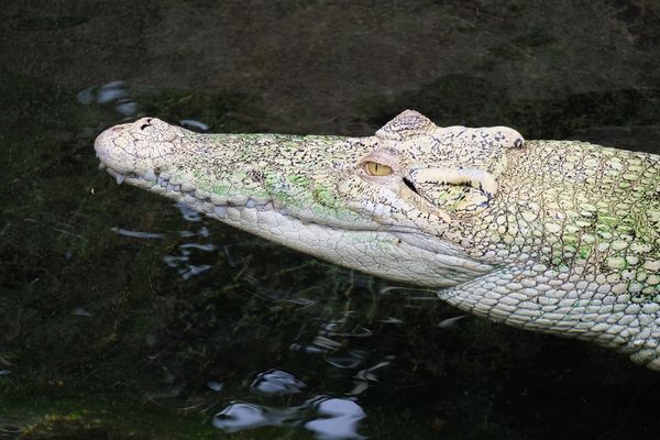 0167HF - Wilhelma Stuttgart - Reptilienhaus I