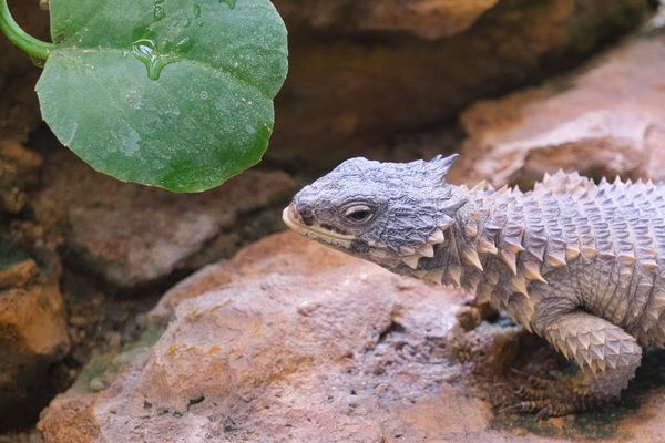 0168HF - Wilhelma Stuttgart - Reptilienhaus II