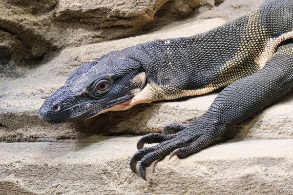 0169HF - Wilhelma Stuttgart - Reptilienhaus III