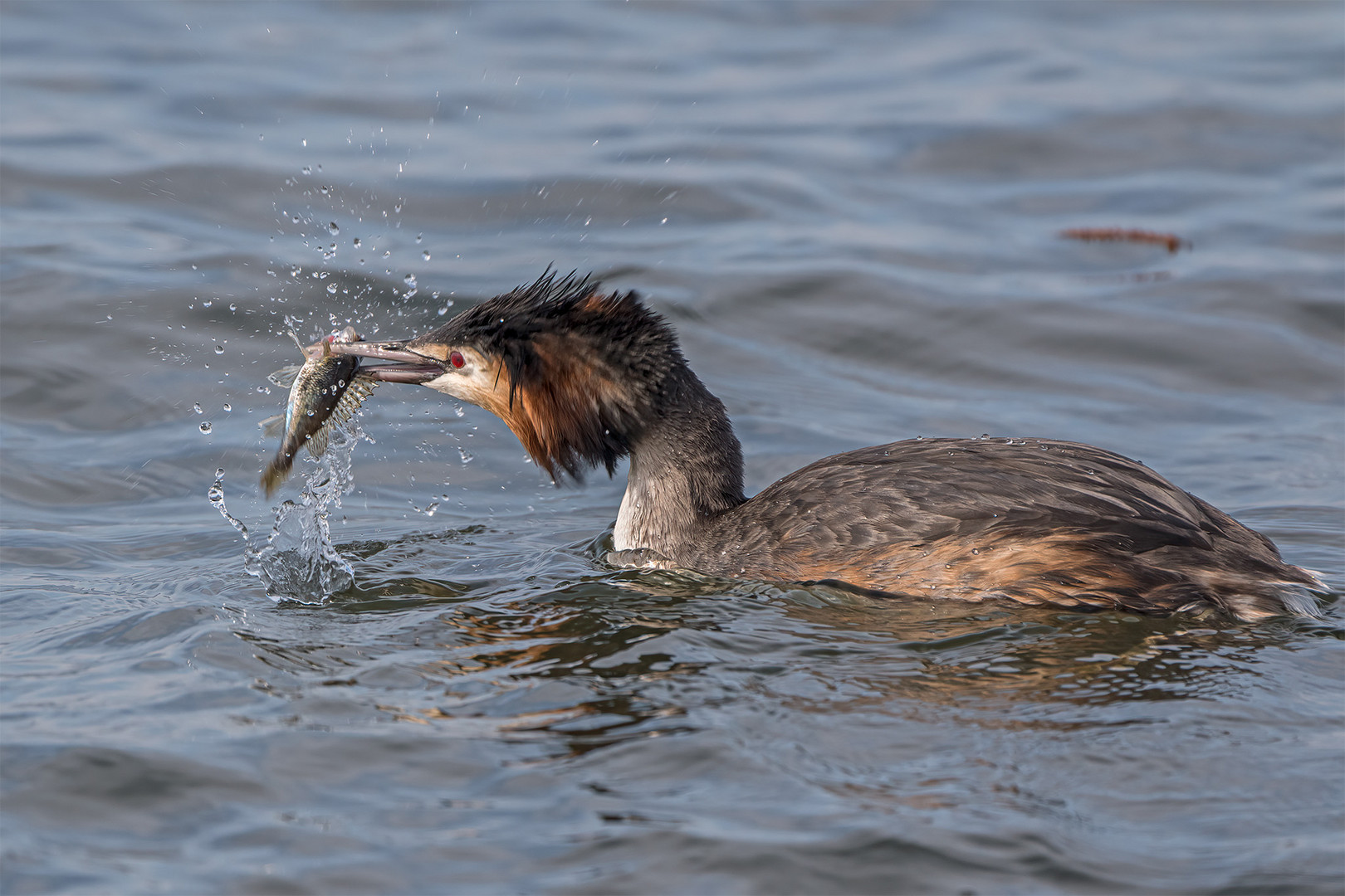 016_Steinhude / Steinhuder Meer