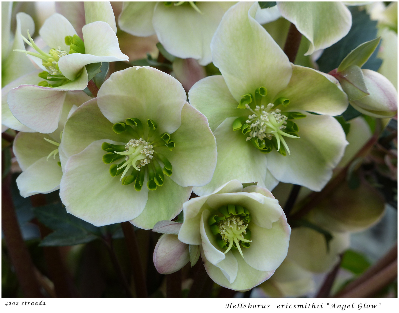 017-2024 Helleborus ericsmithii 