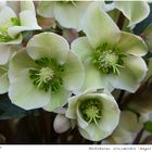 017-2024 Helleborus ericsmithii 