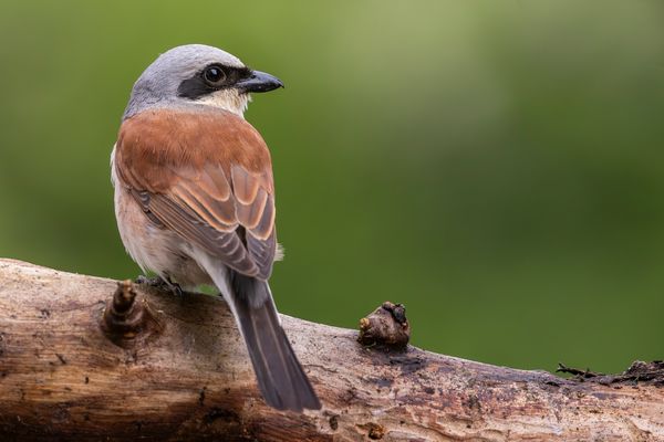 018-20240612 - Rechberghausen-Grundstück - _R7L6481-Verbessert-RR