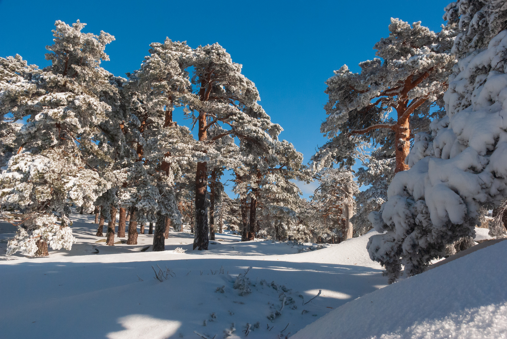 018 Sierra de Guadarrama, Madrid