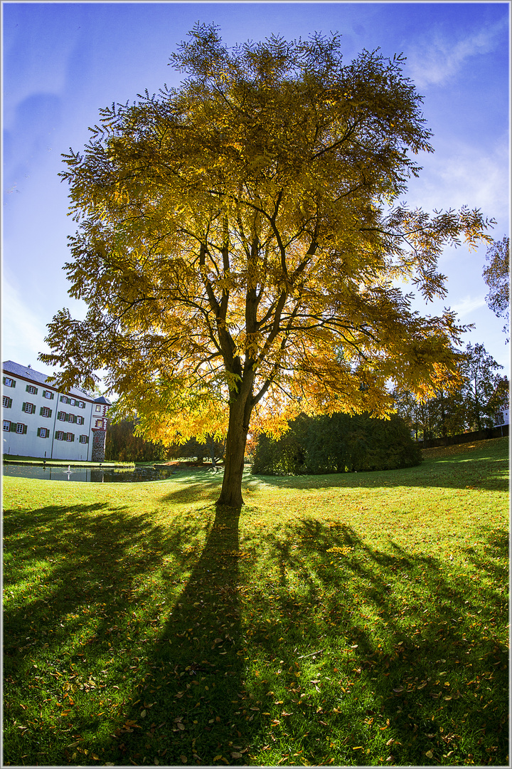 0184 Baum im Angelbachtal  