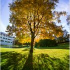 0184 Baum im Angelbachtal  