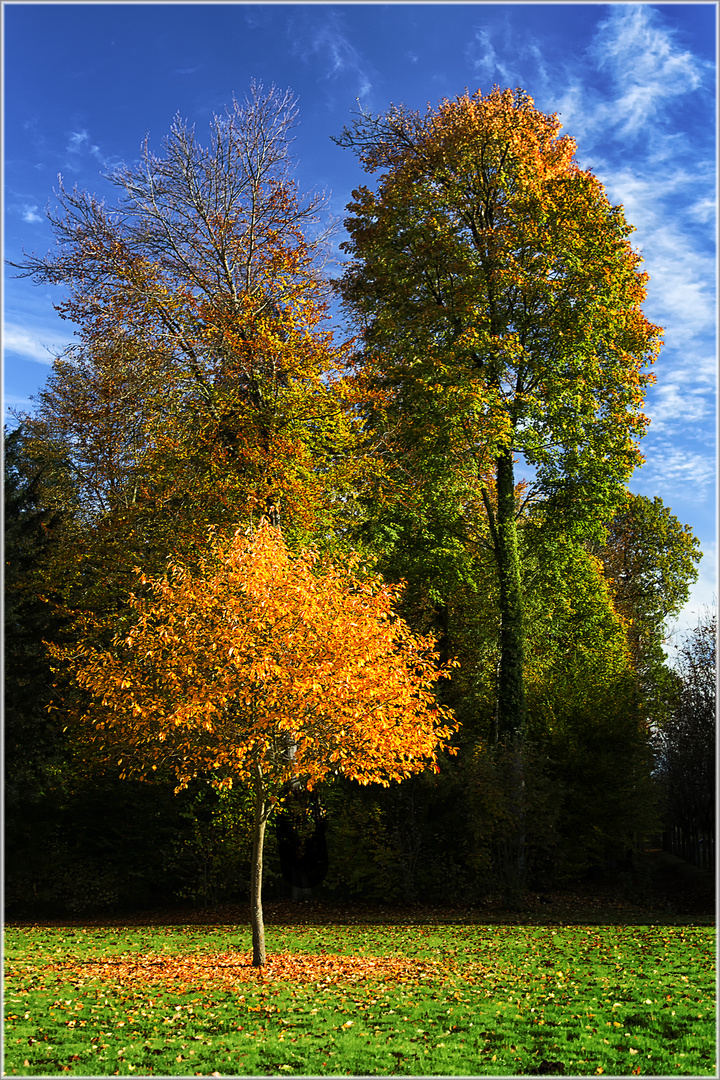 0187 Schöner Baum 