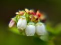 Heidelbeerblüten von klaus.honigschnabel