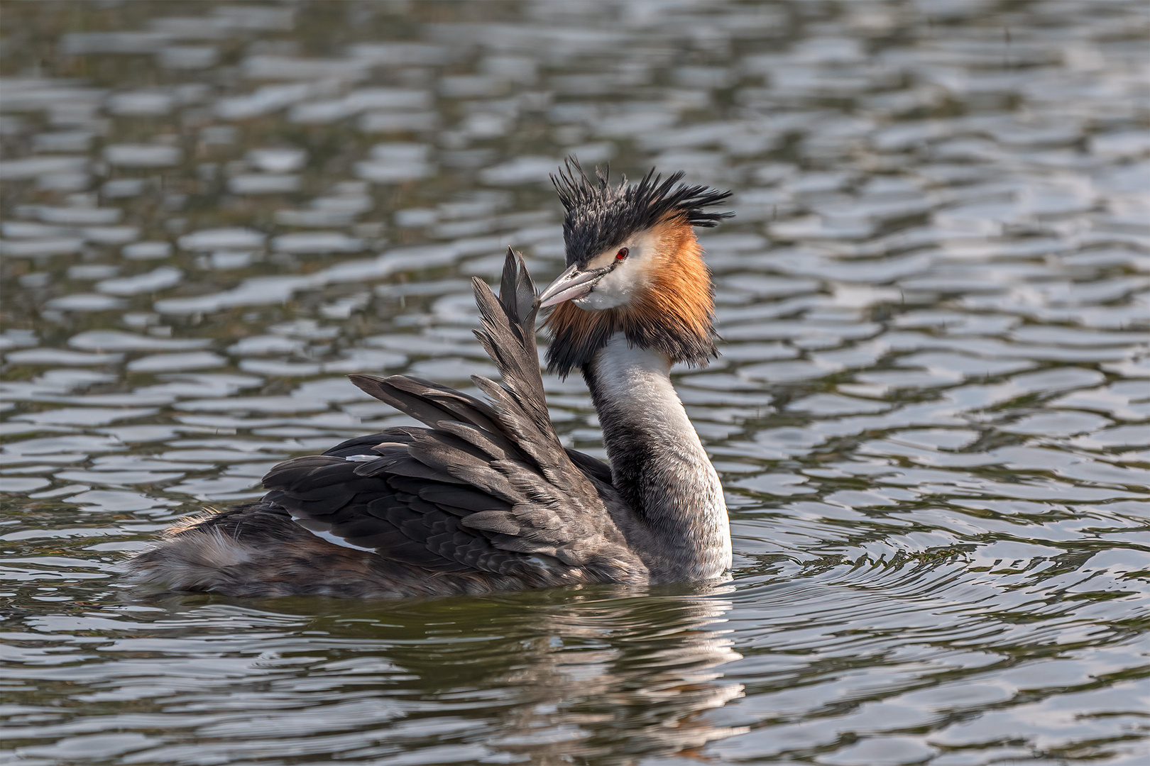 018_Steinhude / Steinhuder Meer