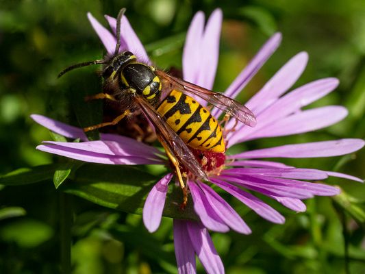 019 Wespe_Heinz Schaub