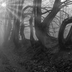 0199TZ Waldweg oberhalb der Schaumburg im Nebel mit Sonnenstrahlen sw