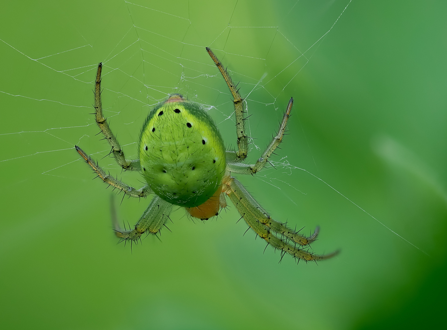 01a_green-spider_125B