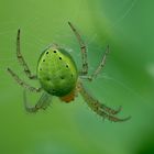 01a_green-spider_125B