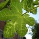 Enjoying a chupito under my fig tree in spain