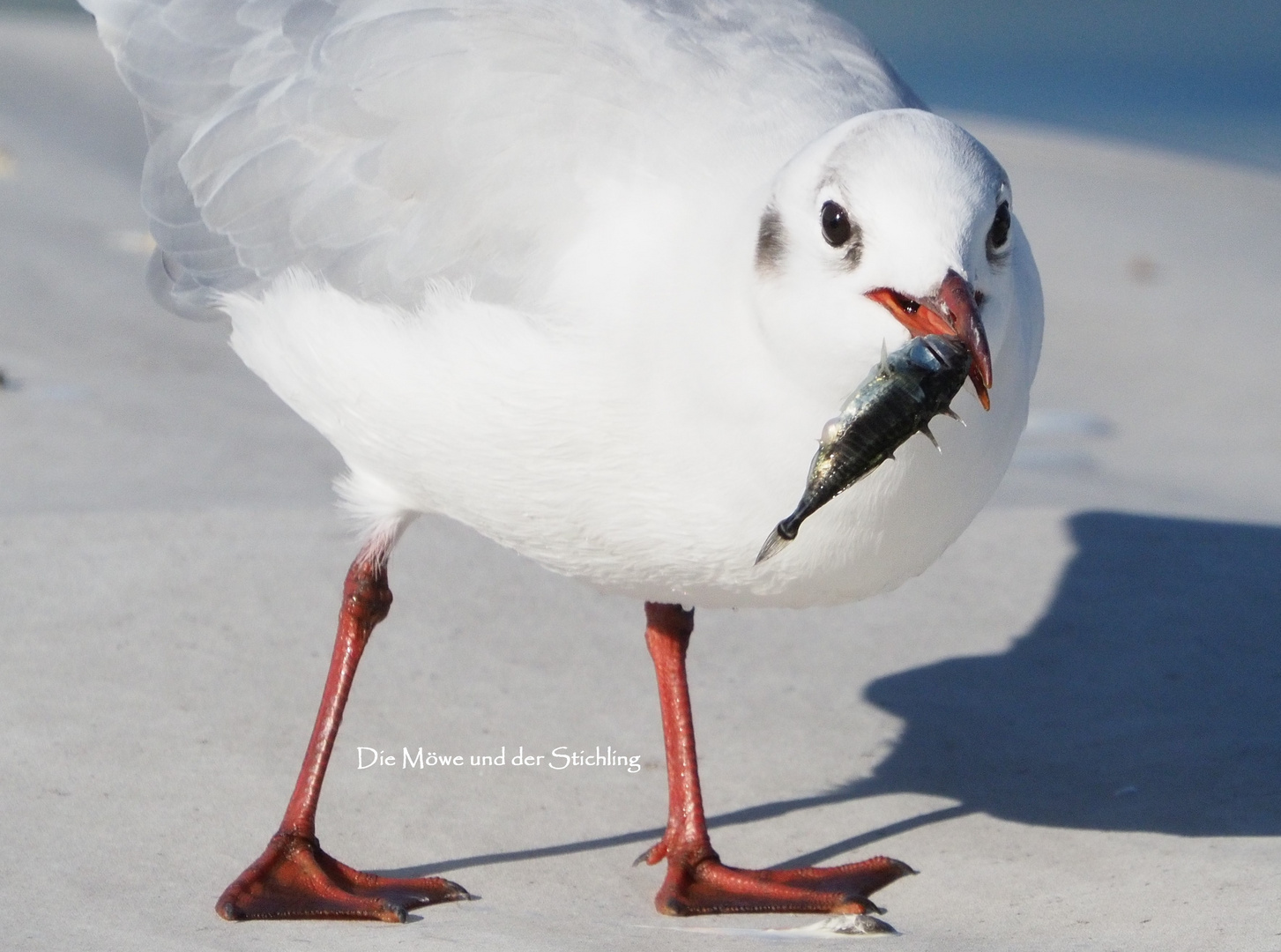 01_Die Möwe und der Stichling