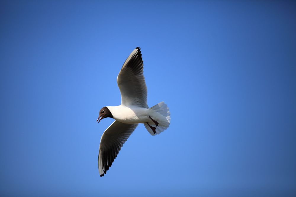 Eidersperrwerk von Tooommy