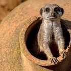 01_Erdmännchen im Zoo Hannover