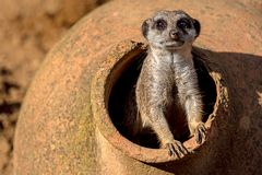 01_Erdmännchen im Zoo Hannover