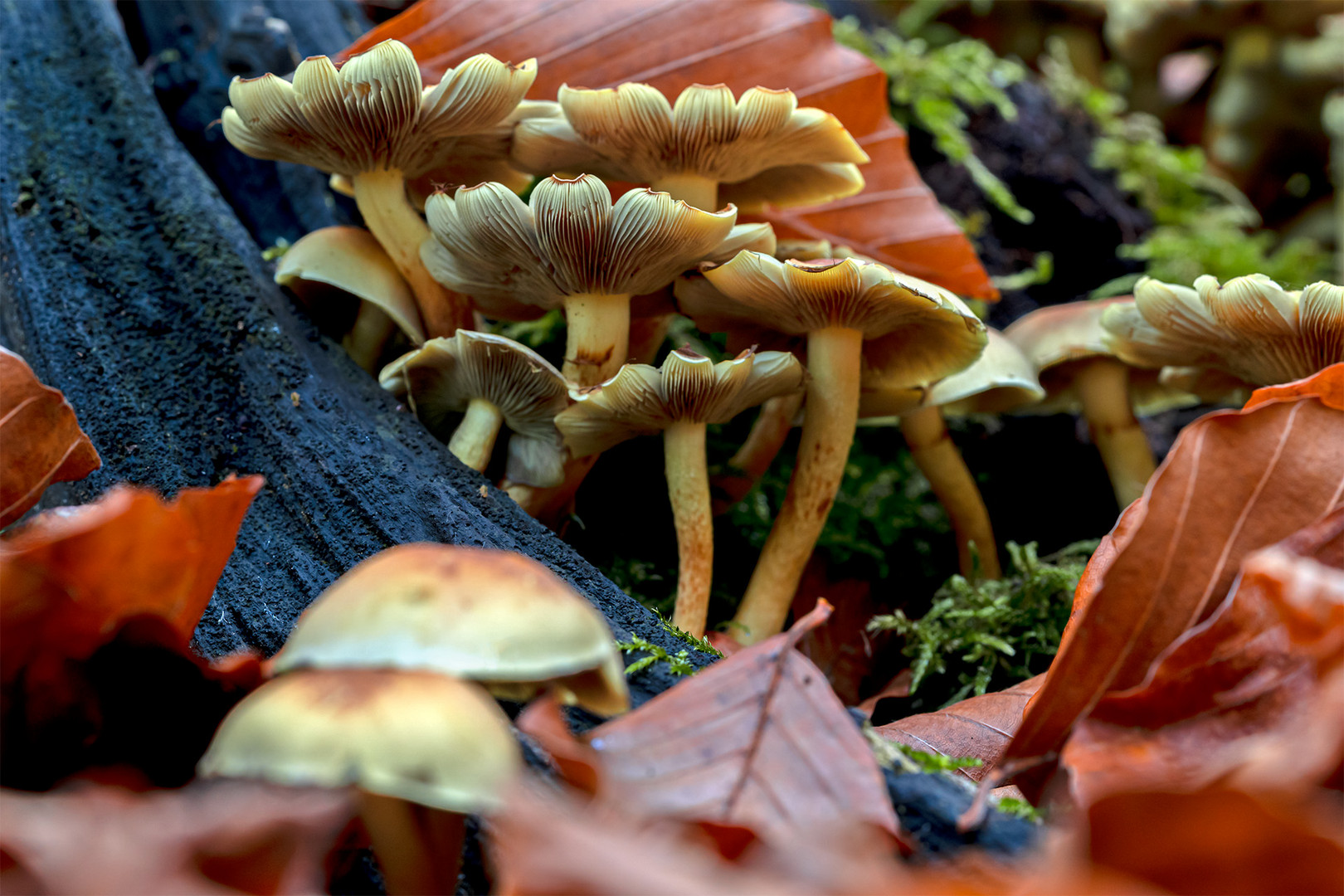 01_Herbstliche Impressionen.