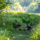 01_Naturschutzgebiet Waghäusel