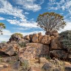 01_Serie Klippschliefer im Köcherbaumwald/Namibia