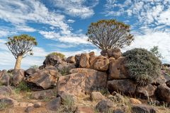 01_Serie Klippschliefer im Köcherbaumwald/Namibia