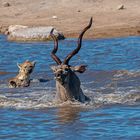 01_„Überlebenskampf“ Jagt auf eine Kudu-Antilope durch Hyänen im Etosha National Park in Namibia.