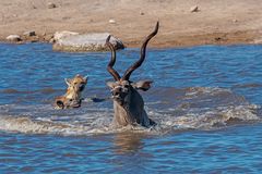 01_„Überlebenskampf“ Jagt auf eine Kudu-Antilope durch Hyänen im Etosha National Park in Namibia.