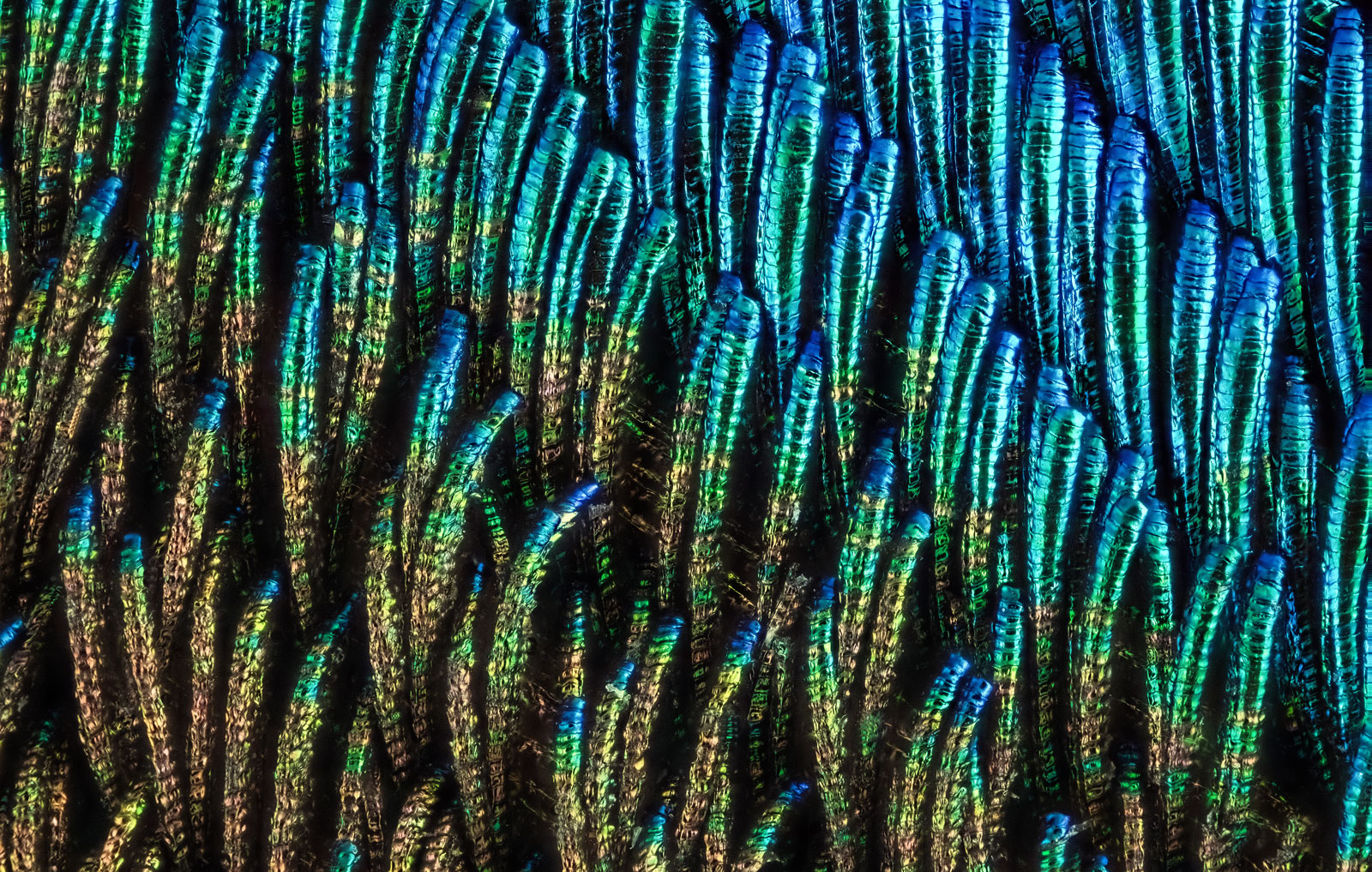 02 Detail einer Pfauenfeder, "Detail of a peacock feather"