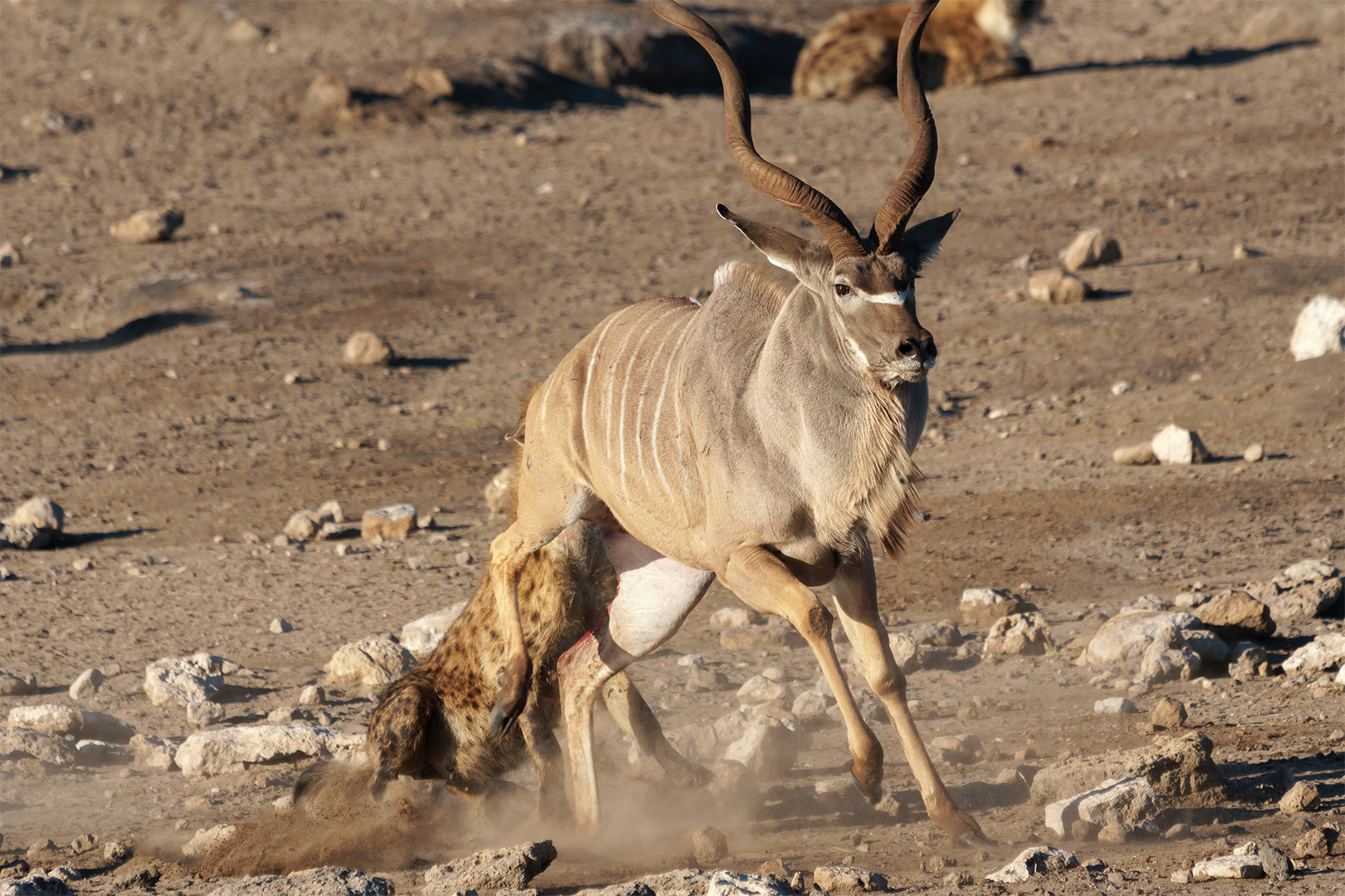 02. Jagt auf eine Kudu-Antilope durch Hyänen im Etosha National Park in Namibia