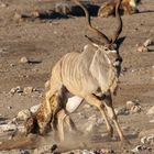 02. Jagt auf eine Kudu-Antilope durch Hyänen im Etosha National Park in Namibia