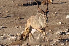 02. Jagt auf eine Kudu-Antilope durch Hyänen im Etosha National Park in Namibia