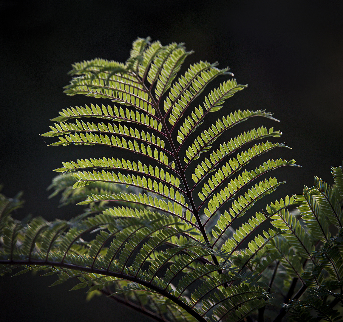 02 Just Green LEAVES II