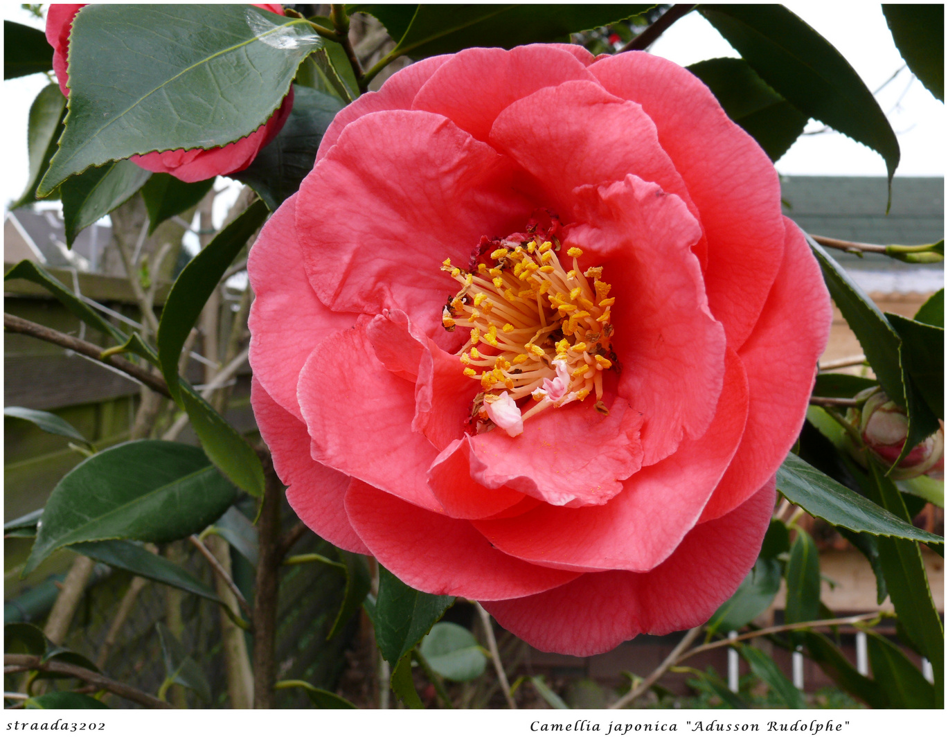 020-2024 Camellia japonica "Adusson Rudolphe" 