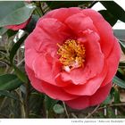 020-2024 Camellia japonica "Adusson Rudolphe" 