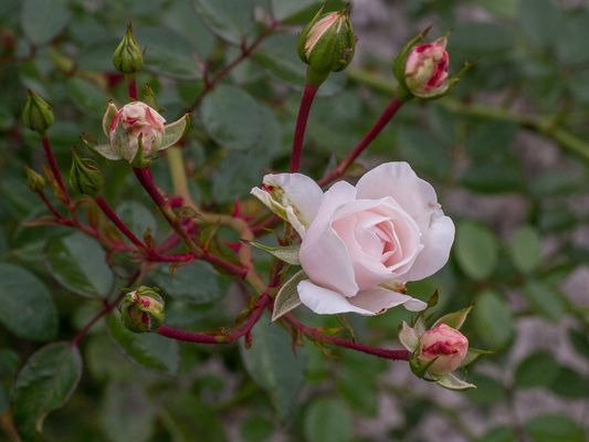 020 Letzte Lebenskraft_Heinz Schaub