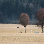 02.02.17/ Bad Dürrheim...