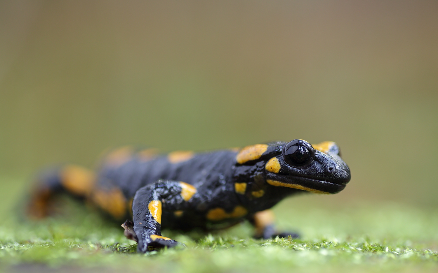 02_03_17_0013/ Feuersalamander